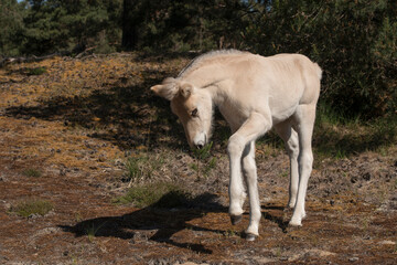 Naklejka na ściany i meble Cute young Norwegian Fjord horse foal outdoors on a sunny day