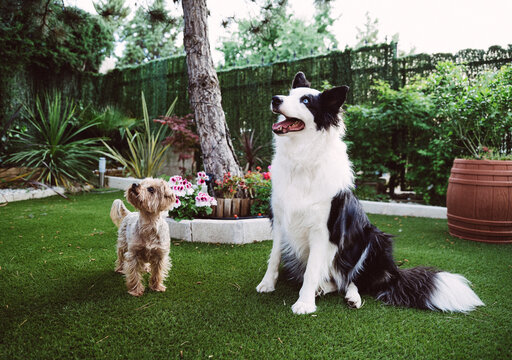 Cute Big And Small Purebred Dogs In Garden