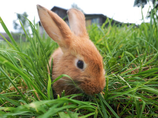 Red rabbit eats juicy green grass in the field