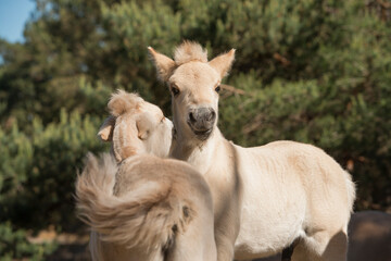 Obraz premium Two cute young Norwegian Fjord horse foals outdoors on a sunny day
