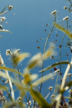 Wildflowers