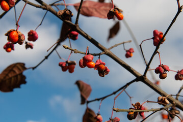 Kornelkirsche / Winter, überreif, vetrocknet