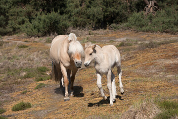 Obraz premium Cute young foal and mare of a Fjord horse on a sunny day