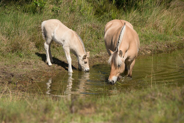 Cute young foal and mare of a Fjord horse. drinking from a pond on a sunny day