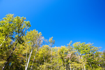 Colorful treetops in autumn forest with blue sky and sun shining though trees