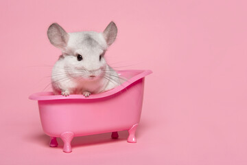 Cute chinchilla sitting in a pink bathtub on a pink background