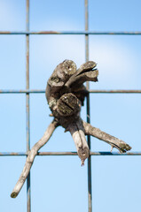 Branches caught in fence