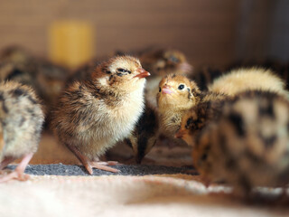 These newborn quail in the brooder on the farm