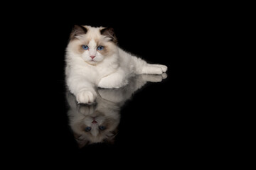 Pretty ragdoll cat with blue eyes lying down looking at the camera seen from the front on a black...