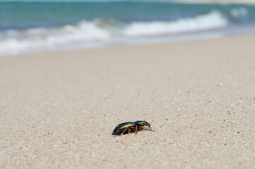 Mały żuczek spaceruje samotnie po morskim piasku - obrazy, fototapety, plakaty
