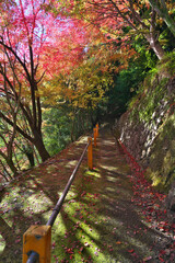 Naklejka premium Kyoto,Japan-November 15, 2020: Mountain track with beautiful autumn leaves in Kyoto 