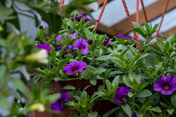 white and purple flowers calibrachoa in a pot with green leaves