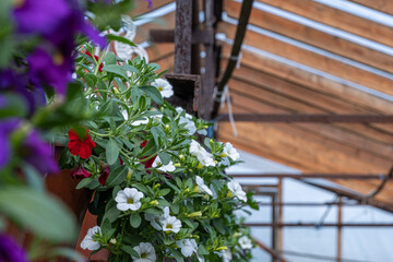 Fototapeta na wymiar white, red and purple flowers calibrachoa in a pot with green leaves in greenhouse