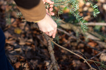 Woman hand holding a pocket knife and cutting a pine tree branch