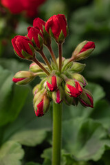 red flowers geranium in a pot with green leaves  in greenhouse