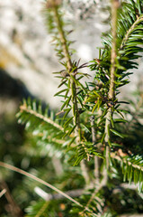 Detail of a young pine tree