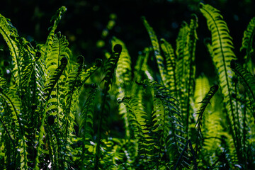 fern leaves