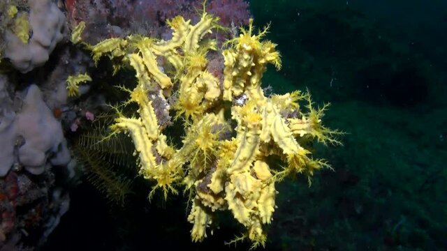  
Yellow Sea Cucumber (Colochirus robustus) Cluster - Philippines