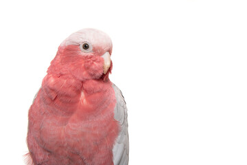 Portrait of a pretty pink galah cockatoo isolated on a white background © Elles Rijsdijk
