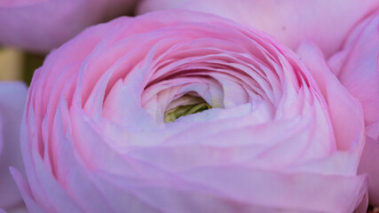 a close-up of a beautiful pink ranunculus flower