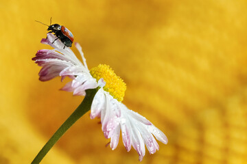 Obraz premium Insect with a flower on a yellow background