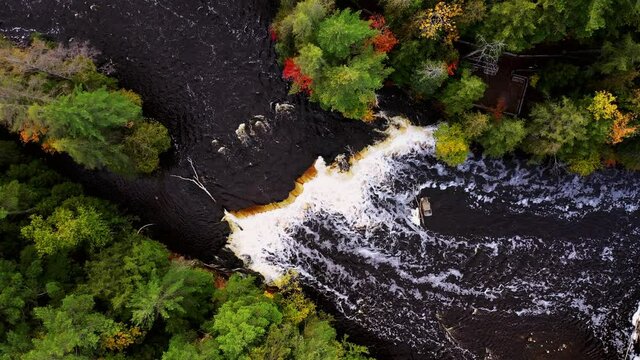 Aerial look down flying above the lower Tahquamenon Falls lowering down over the waterfall cascade in upper Michigan with colorful fall foliage and evergreen trees lining the river banks.
