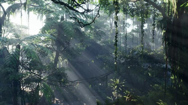 Misty jungle rainforest in fog