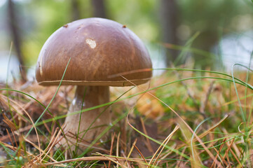 Piękny borowik szlachetny w lesie nad jeziorem