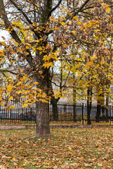 Tree with yellow autumn leaves