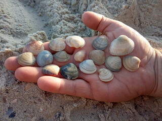 shells on the beach