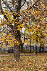 Tree with yellow autumn leaves