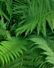 Fototapeta na wymiar Alpine Fern. Forest textures. Green plant.
