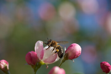 Pszczoła pracująca na tle pastelowych kwiatów z pięknym rozmyciem tła
