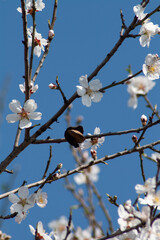 Almond tree blooming in spring