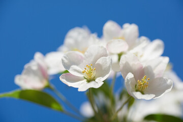 Bukiet białych kwiatów na gałęzi jabłoni w pełnym wiosennym słońcu.