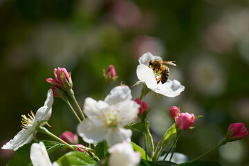 Pszczoła na kwiatku jabłoni - obrazy, fototapety, plakaty