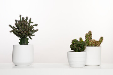 Potted cactus plants in white flower pots in a white interior with space for copy