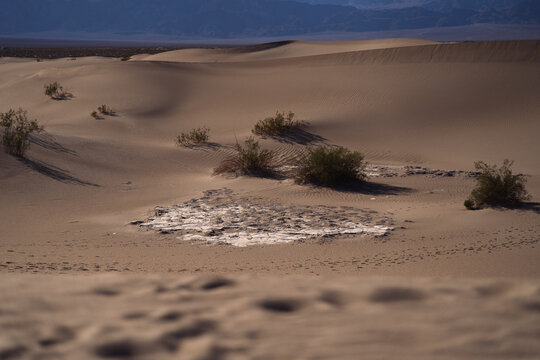 sand dunes in the desert
