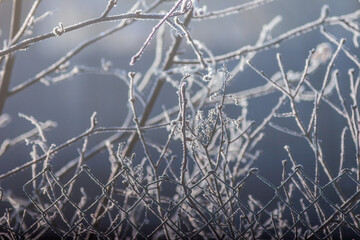 frost on the branches