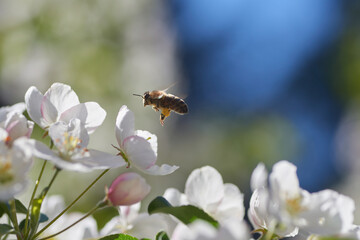 Pracowita pszczoła zbiera nektar i pyłek do swojego ula