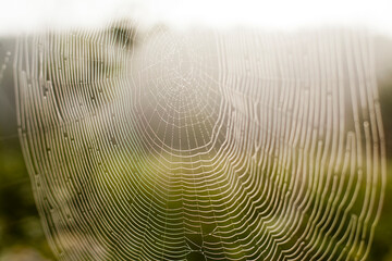 Close up of spider web outdoors