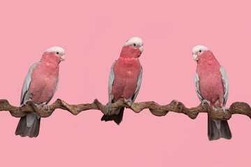 Three pretty pink galah cockatoo birds sitting on a branch on a pink background