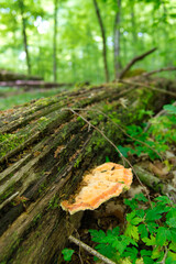 Wald  im Frühling, grün satt