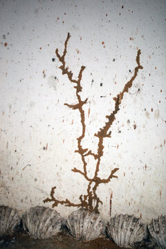 closeup photography of a white washed wall with huge sand termite stain trail, with big white shells on the floor