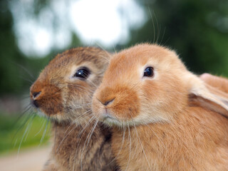 Fototapeta premium Two rabbits. Portrait of animals in nature