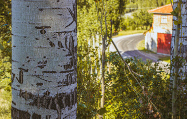 Close-up poplar tree trunk. "Selective focus on the foreground."