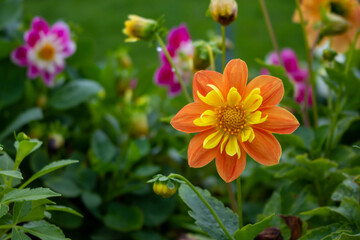 Orange Dahlia on a green flower bed