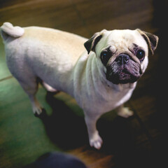 Little white pug dog looking to the camera in a wooden floor