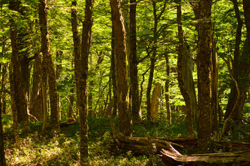 Obraz premium bosque espeso de colores verdes intensos con arboles de gran altura