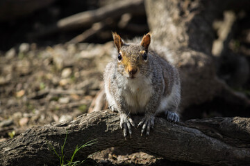 Naklejka premium A squirrel on a tree stump